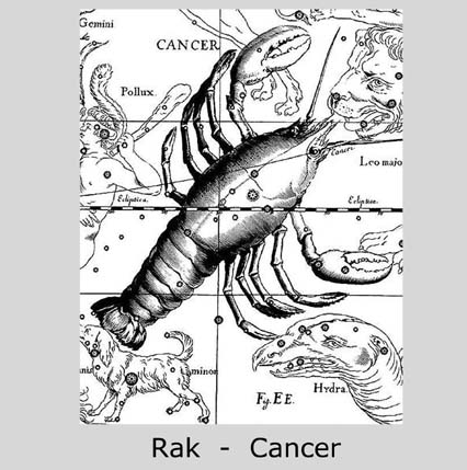 Rak